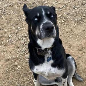 Image of Milo, Lost Dog