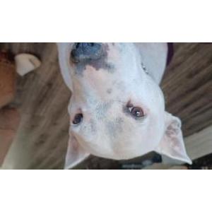 Image of Pretty, Lost Dog