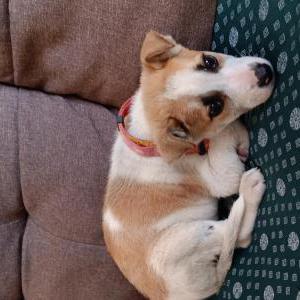 Found Dog unknown