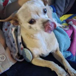Lost Dog Joy