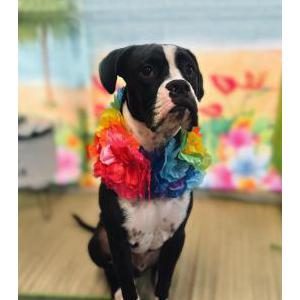 Image of Mac, Lost Dog