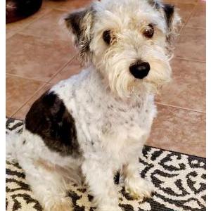 Image of Linus, Lost Dog