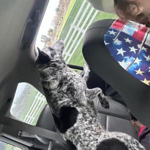 Image of Unknown, Found Dog