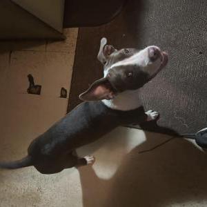 Image of Maddy, Lost Dog