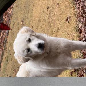 Image of Unknown, Found Dog