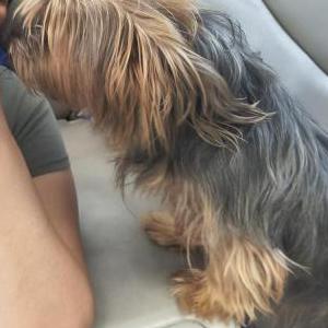 Image of Delilah, Lost Dog