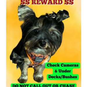 Image of Lily, Lost Dog