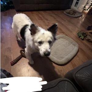 Image of Pete, Lost Dog