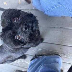 Image of Sophie, Lost Dog