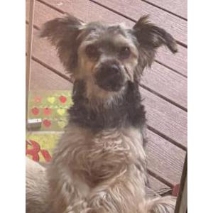 Lost Dog Max