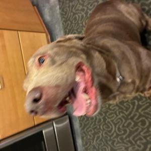 Image of unknown, Found Dog