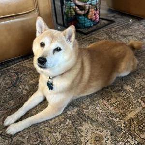 Lost Dog Alice