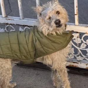 Lost Dog Luke