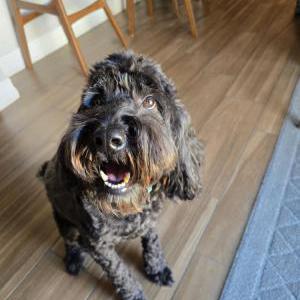 Lost Dog Charlie