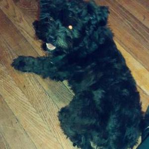 Image of Princess, Lost Dog