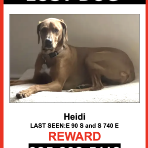 Image of Heidi, Lost Dog