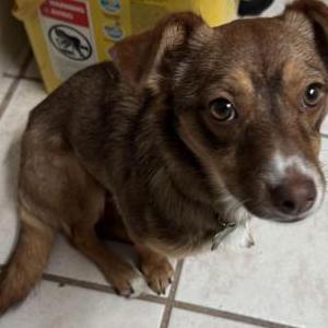 Image of unknown, Found Dog