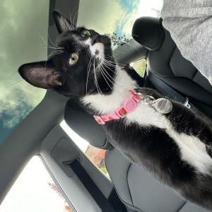 Image of Frankie, Lost Cat