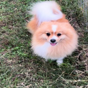 Image of Duke, Lost Dog
