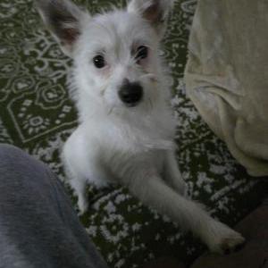 Found Dog Unknown