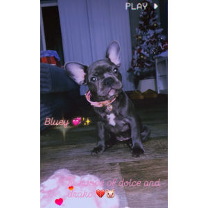 Image of Bluey, Lost Dog