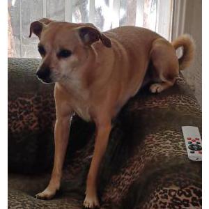Image of big boy, Lost Dog