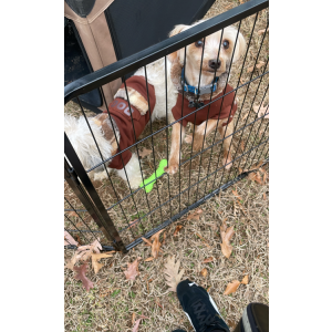 Image of Tukie, Lost Dog