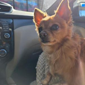 Image of Dixie, Lost Dog