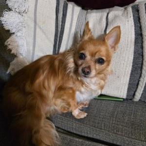 2nd Image of Dixie, Lost Dog