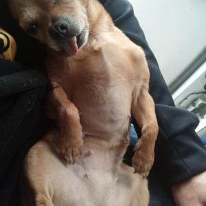 Image of Baby, Lost Dog
