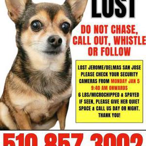 Image of Baby Girl, Lost Dog