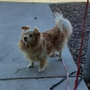 Image of Wetto, Lost Dog