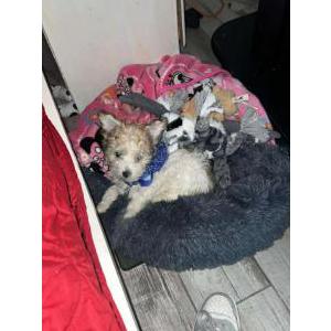 Image of Milo, Lost Dog