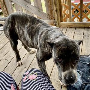 Image of Unknown, Found Dog