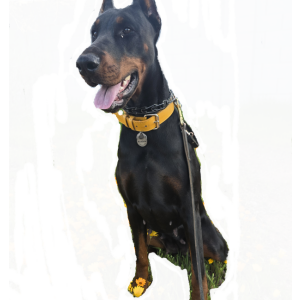 Lost Dog Morticia