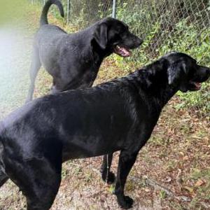 Image of Boris and duck, Lost Dog