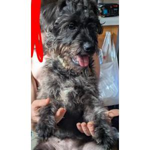 Image of Betsy, Lost Dog