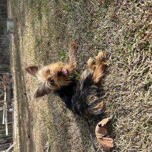Image of Unknown- yorkie, Found Dog