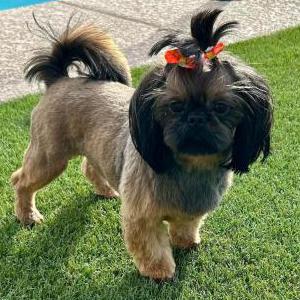 Image of Penny, Lost Dog