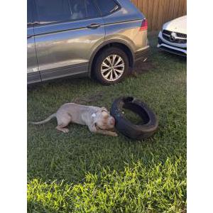 Image of Oro, Lost Dog