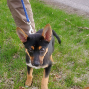 Image of Jake, Lost Dog