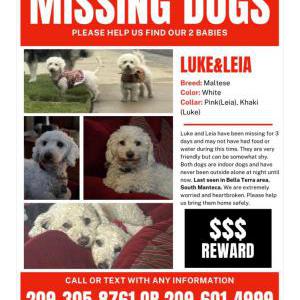 Lost Dog Luke and Leia