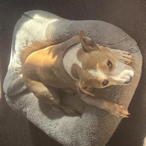 Image of max, Lost Dog