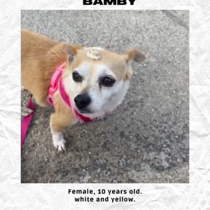 Image of Bambi, Lost Dog