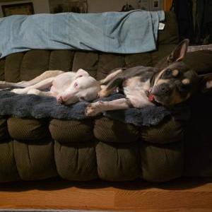 Image of Tubby, Lost Dog