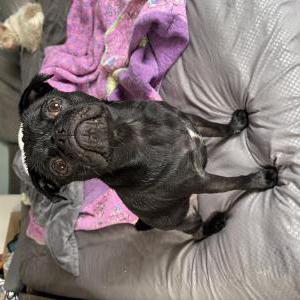 Lost Dog Juno