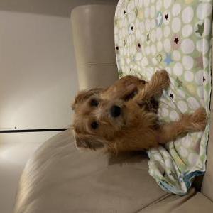 Image of Gidget, Lost Dog