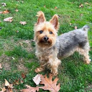 Image of Charlie, Lost Dog