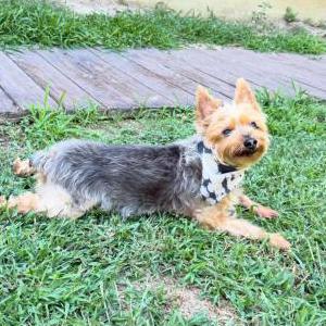 2nd Image of Charlie, Lost Dog