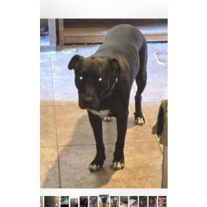 Lost Dog Nala